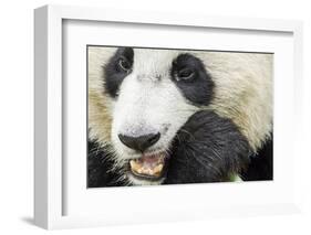 Giant Panda, Chengdu, China-Paul Souders-Framed Photographic Print