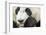 Giant Panda, Chengdu, China-Paul Souders-Framed Photographic Print