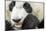 Giant Panda, Chengdu, China-Paul Souders-Mounted Photographic Print