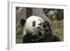 Giant Panda, Chengdu, China-Paul Souders-Framed Photographic Print