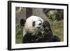 Giant Panda, Chengdu, China-Paul Souders-Framed Photographic Print