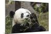 Giant Panda, Chengdu, China-Paul Souders-Mounted Photographic Print