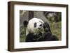 Giant Panda, Chengdu, China-Paul Souders-Framed Photographic Print