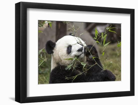 Giant Panda, Chengdu, China-Paul Souders-Framed Photographic Print