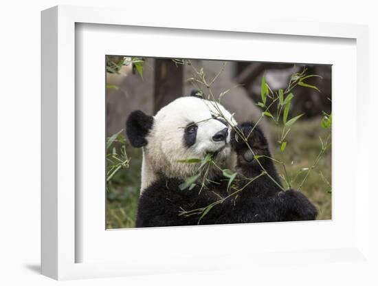 Giant Panda, Chengdu, China-Paul Souders-Framed Photographic Print