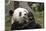 Giant Panda, Chengdu, China-Paul Souders-Mounted Photographic Print