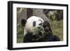 Giant Panda, Chengdu, China-Paul Souders-Framed Photographic Print