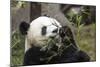 Giant Panda, Chengdu, China-Paul Souders-Mounted Photographic Print