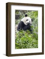 Giant Panda, Chengdu, China-Paul Souders-Framed Photographic Print