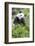 Giant Panda, Chengdu, China-Paul Souders-Framed Photographic Print