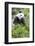 Giant Panda, Chengdu, China-Paul Souders-Framed Photographic Print