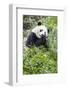 Giant Panda, Chengdu, China-Paul Souders-Framed Photographic Print