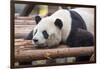 Giant Panda, Chengdu, China-Paul Souders-Framed Photographic Print