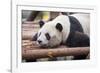 Giant Panda, Chengdu, China-Paul Souders-Framed Photographic Print