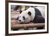 Giant Panda, Chengdu, China-Paul Souders-Framed Photographic Print