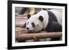 Giant Panda, Chengdu, China-Paul Souders-Framed Photographic Print