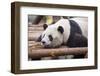 Giant Panda, Chengdu, China-Paul Souders-Framed Photographic Print