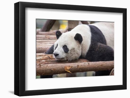Giant Panda, Chengdu, China-Paul Souders-Framed Photographic Print