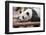 Giant Panda, Chengdu, China-Paul Souders-Framed Photographic Print