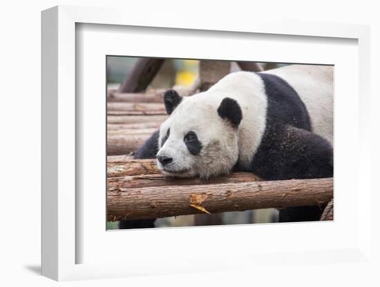 Giant Panda, Chengdu, China-Paul Souders-Framed Photographic Print