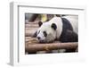 Giant Panda, Chengdu, China-Paul Souders-Framed Photographic Print