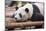 Giant Panda, Chengdu, China-Paul Souders-Mounted Photographic Print