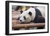 Giant Panda, Chengdu, China-Paul Souders-Framed Photographic Print