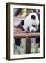 Giant Panda, Chengdu, China-Paul Souders-Framed Photographic Print