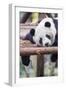 Giant Panda, Chengdu, China-Paul Souders-Framed Photographic Print