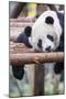 Giant Panda, Chengdu, China-Paul Souders-Mounted Photographic Print