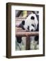 Giant Panda, Chengdu, China-Paul Souders-Framed Photographic Print