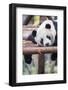 Giant Panda, Chengdu, China-Paul Souders-Framed Photographic Print