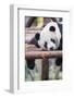 Giant Panda, Chengdu, China-Paul Souders-Framed Photographic Print