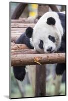 Giant Panda, Chengdu, China-Paul Souders-Mounted Photographic Print