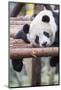 Giant Panda, Chengdu, China-Paul Souders-Mounted Photographic Print