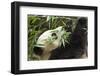 Giant Panda, Chengdu, China-Paul Souders-Framed Photographic Print