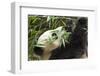 Giant Panda, Chengdu, China-Paul Souders-Framed Photographic Print