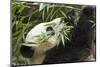 Giant Panda, Chengdu, China-Paul Souders-Mounted Photographic Print