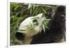 Giant Panda, Chengdu, China-Paul Souders-Framed Photographic Print