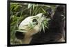 Giant Panda, Chengdu, China-Paul Souders-Framed Photographic Print