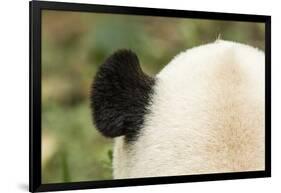 Giant Panda, Chengdu, China-Paul Souders-Framed Photographic Print