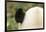 Giant Panda, Chengdu, China-Paul Souders-Framed Photographic Print