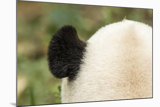 Giant Panda, Chengdu, China-Paul Souders-Mounted Photographic Print