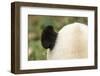 Giant Panda, Chengdu, China-Paul Souders-Framed Photographic Print