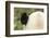 Giant Panda, Chengdu, China-Paul Souders-Framed Photographic Print