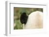 Giant Panda, Chengdu, China-Paul Souders-Framed Photographic Print