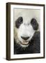 Giant Panda, Chengdu, China-Paul Souders-Framed Photographic Print