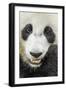 Giant Panda, Chengdu, China-Paul Souders-Framed Photographic Print