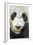 Giant Panda, Chengdu, China-Paul Souders-Framed Photographic Print