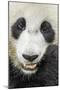 Giant Panda, Chengdu, China-Paul Souders-Mounted Photographic Print